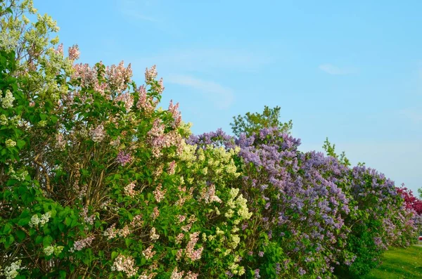 Прекрасная Разноцветная Сирень Расцветает Весенний Сезон Фоне Голубого Неба — стоковое фото