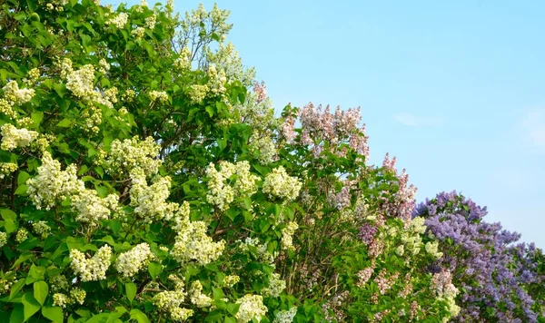 Arka plan olarak berrak mavi gökyüzü ile Bahar Sezonu sırasında harika çok renkli Leylak çiçekleri.