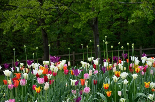 The beautiful multi-colored tulips blooms in the garden during Spring Season.