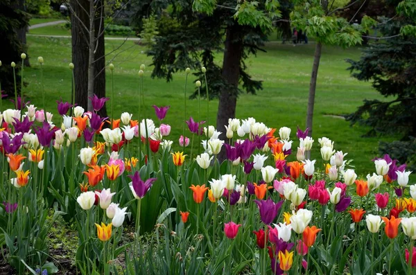 Güzel çok renkli laleler Bahar Sezonu sırasında bahçede çiçek açar.