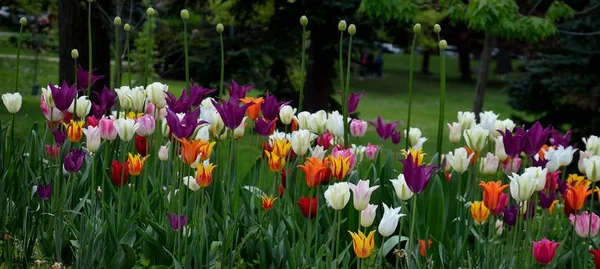 Güzel çok renkli laleler Bahar Sezonu sırasında bahçede çiçek açar.