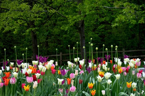 Güzel çok renkli laleler Bahar Sezonu sırasında bahçede çiçek açar.