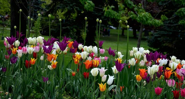 Güzel çok renkli laleler Bahar Sezonu sırasında bahçede çiçek açar.