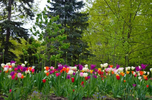 Güzel çok renkli laleler Bahar Sezonu sırasında bahçede çiçek açar.