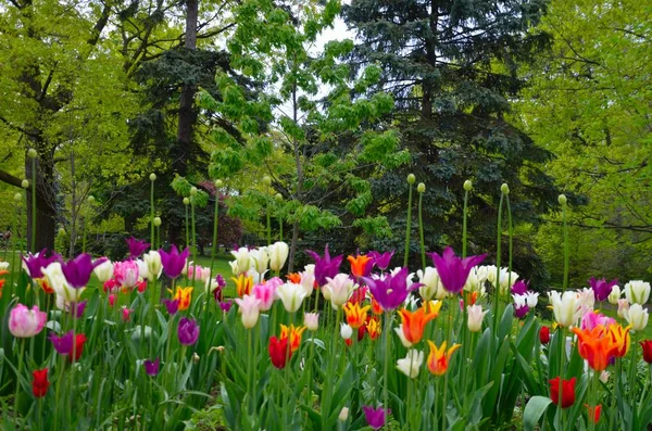 Güzel çok renkli laleler Bahar Sezonu sırasında bahçede çiçek açar.