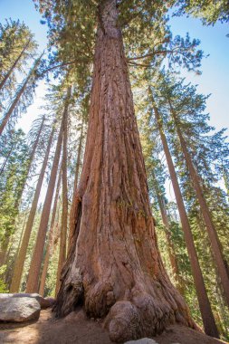 Dev Sequoia Yosemite Parkı