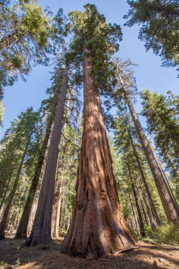 Dev Sequoia Yosemite Parkı
