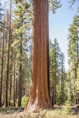 Dev Sequoia Yosemite Parkı