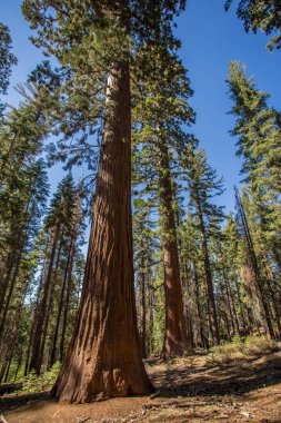 Dev Sequoia Yosemite Parkı