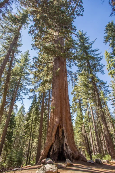 Parque Giant Sequoia Yosemite — Foto de Stock