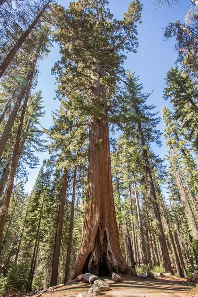 Dev Sequoia Yosemite Parkı