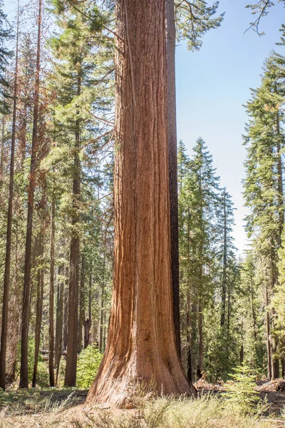 Óriás Sequoia Yosemite Park — Stock Fotó