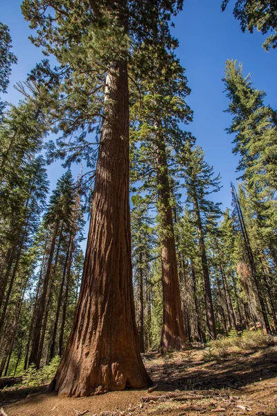 Parque Giant Sequoia Yosemite — Foto de Stock