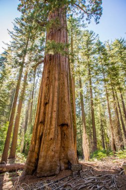 SEQUOIAS Tuolumne koru