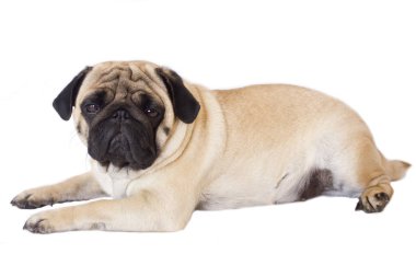Pug köpek izole. Kocaman gözleriyle üzülmüş