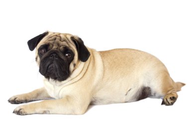 Pug köpek izole. Kocaman gözleriyle üzülmüş