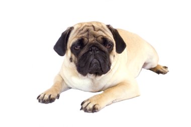 Pug köpek izole. Kocaman gözleriyle üzülmüş