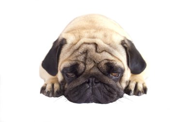 Pug köpek izole. Kocaman gözleriyle üzülmüş