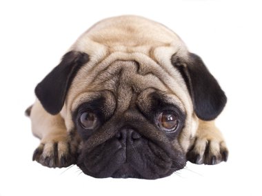 Pug köpek izole. Kocaman gözleriyle üzülmüş