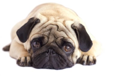 Pug köpek izole. Kocaman gözleriyle üzülmüş