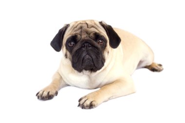 Pug köpek izole. Kocaman gözleriyle üzülmüş