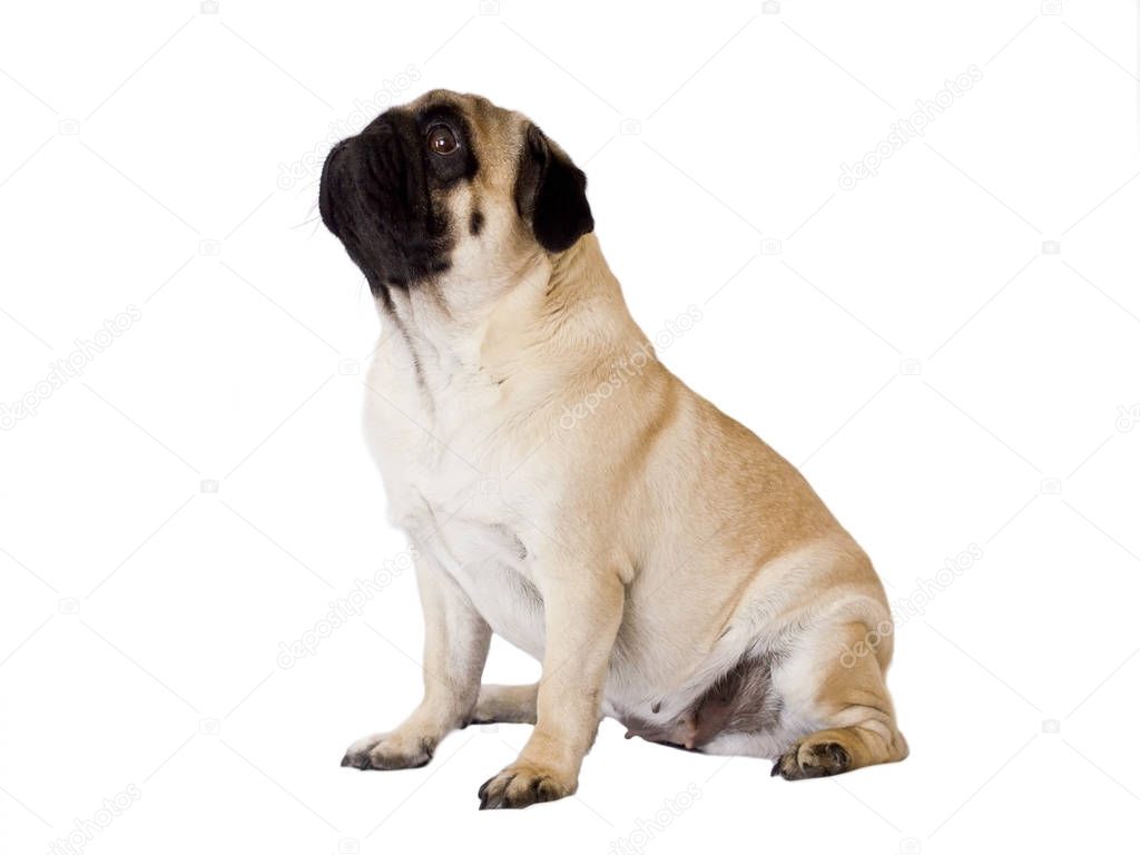Pug dog isolated. Sitting and looking up sad with big eyes