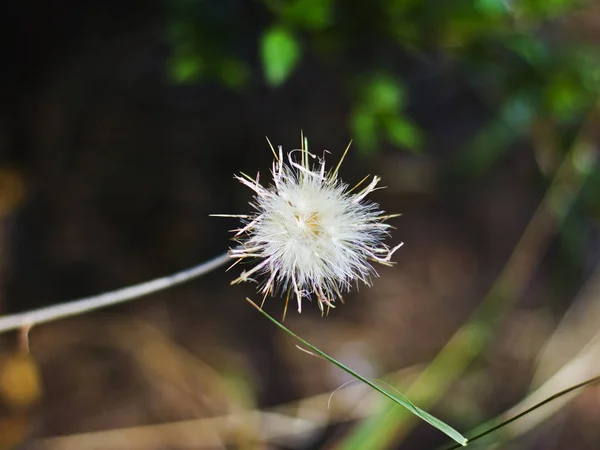 Kabarık Beyaz Karahindiba Çiçeği Makro Çekim Seçici Odak — Stok fotoğraf