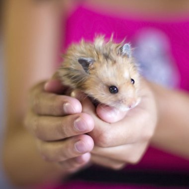 Kabarık hamster avuç içi düzenlenmektedir