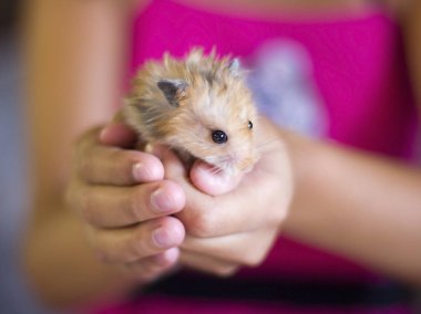 Kabarık hamster avuç içi düzenlenmektedir