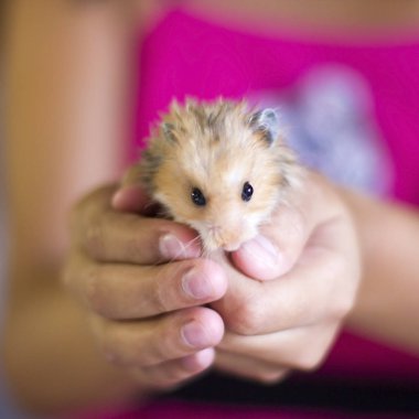 Kabarık hamster avuç içi düzenlenmektedir