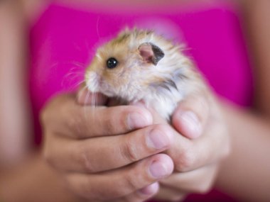 Kabarık hamster avuç içi düzenlenmektedir