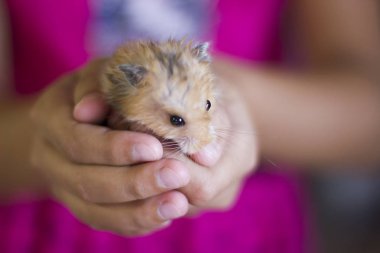 Kabarık hamster avuç içi düzenlenmektedir
