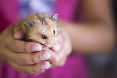 Fluffy hamster is held in the palms clipart