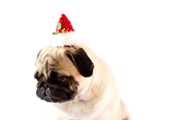 Грустный Собачий Мопс Рождественской Шляпе Белой Земле Isolated — стоковое фото