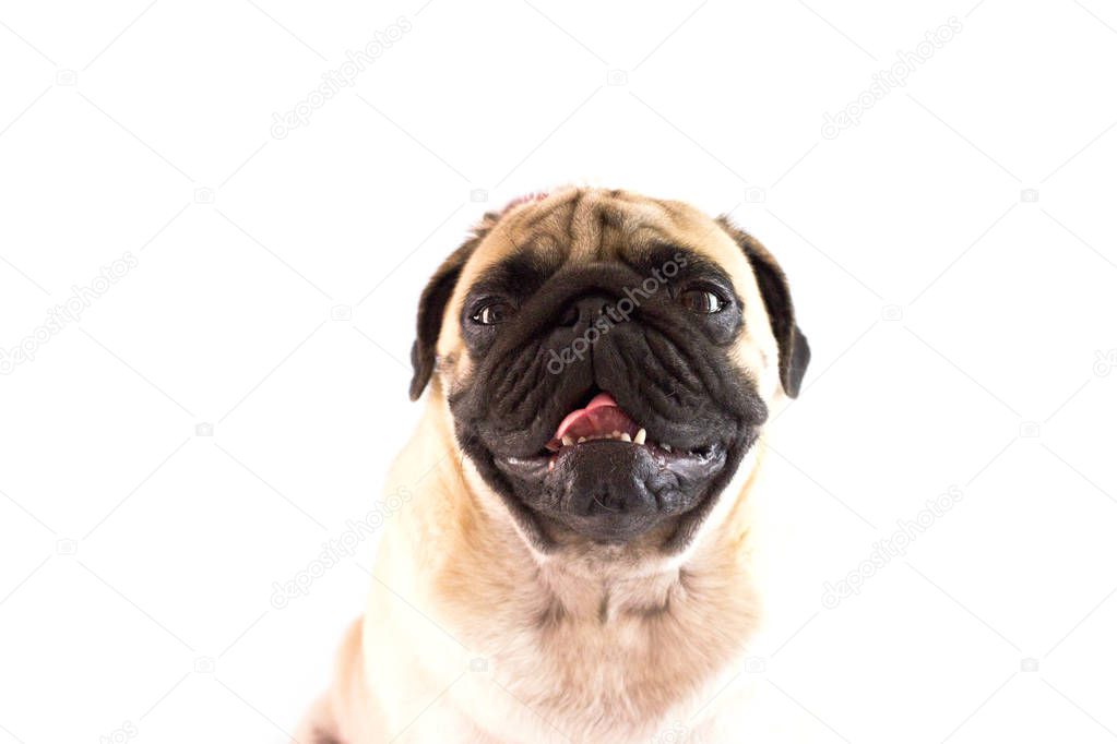 Dog pug with the christmas hat on the white ground. Isolated