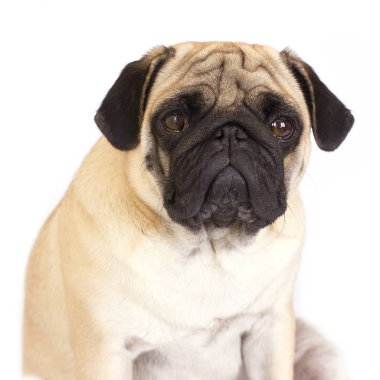 Oturma hem de bir köpek üzgün görünüyor. İzole