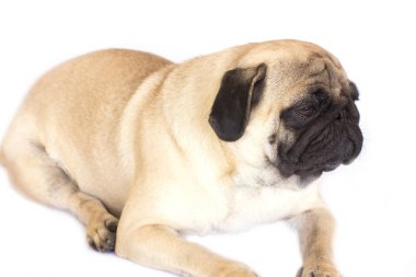 Bir yalancı pug köpek üzgün görünüyor. İzole