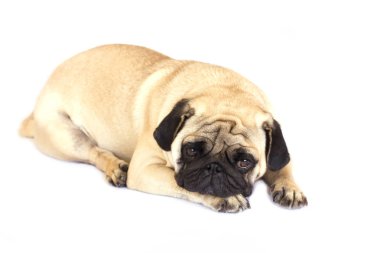 Bir yalancı pug köpek üzgün görünüyor. İzole