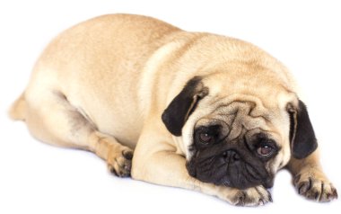 Bir yalancı pug köpek üzgün görünüyor. İzole