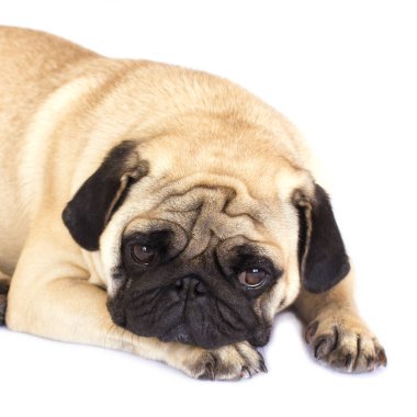Bir yalancı pug köpek üzgün görünüyor. İzole