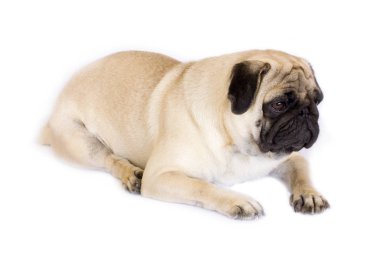 Bir yalancı pug köpek üzgün görünüyor. İzole