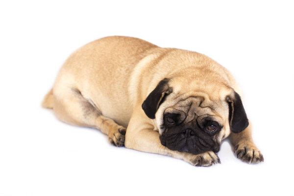 A lying pug dog looks sad. Isolated