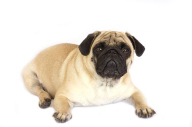 Bir yalancı pug köpek üzgün görünüyor. İzole