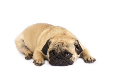 Bir yalancı pug köpek üzgün görünüyor. İzole