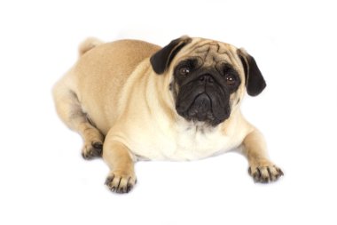 Bir yalancı pug köpek üzgün görünüyor. İzole