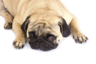Bir yalancı pug köpek üzgün görünüyor. İzole