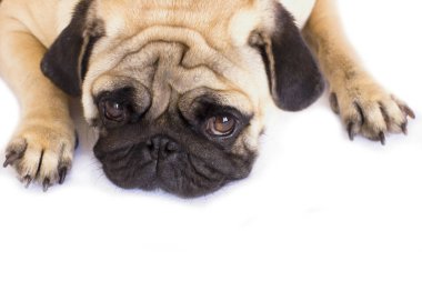 Bir yalancı pug köpek üzgün görünüyor. İzole