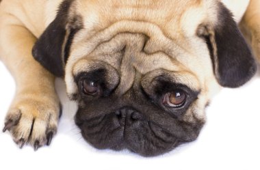 Bir yalancı pug köpek üzgün görünüyor. İzole