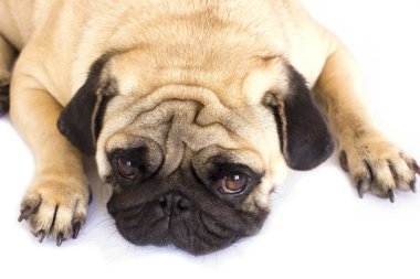 Bir yalancı pug köpek üzgün görünüyor. İzole