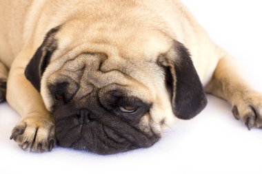 Bir yalancı pug köpek üzgün görünüyor. İzole
